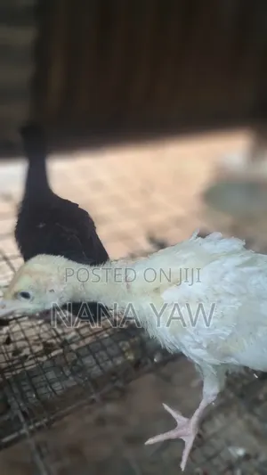 Local Turkey