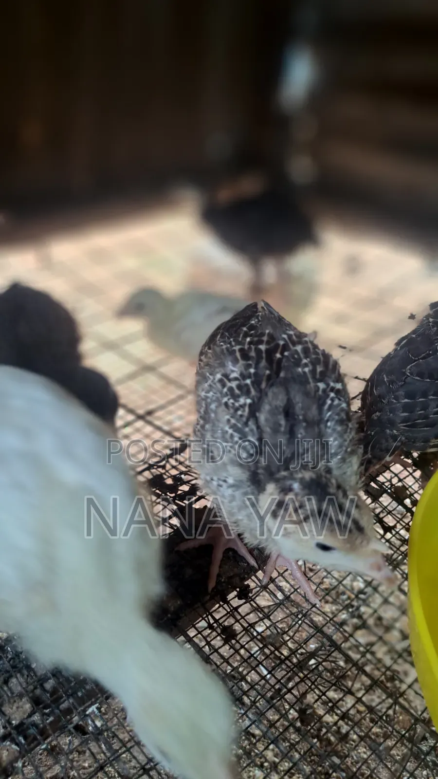 Local Turkey