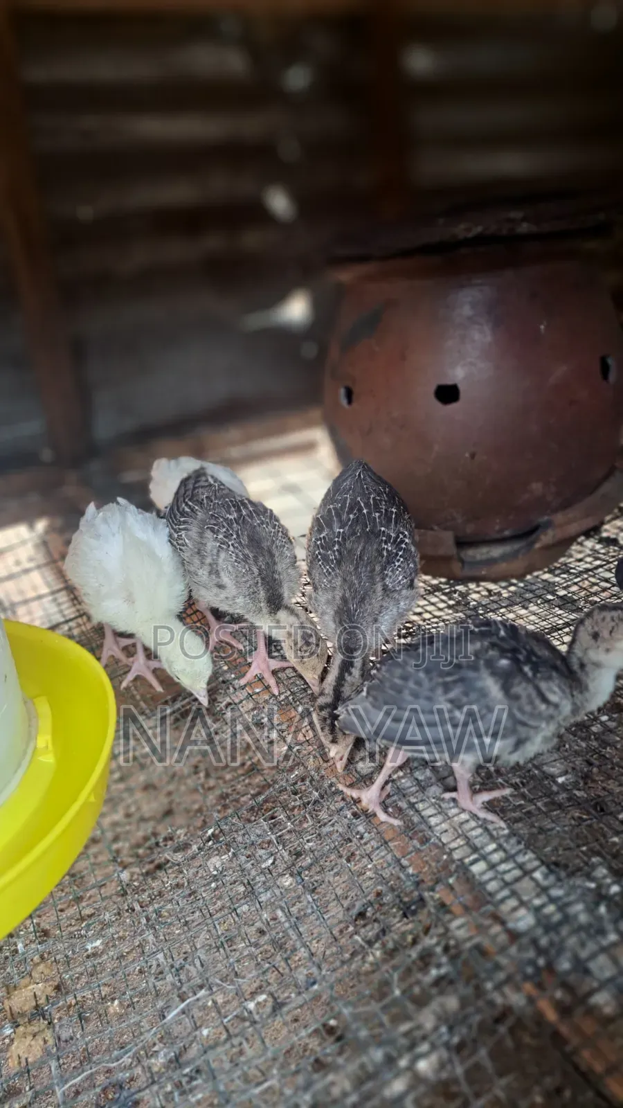 Local Turkey