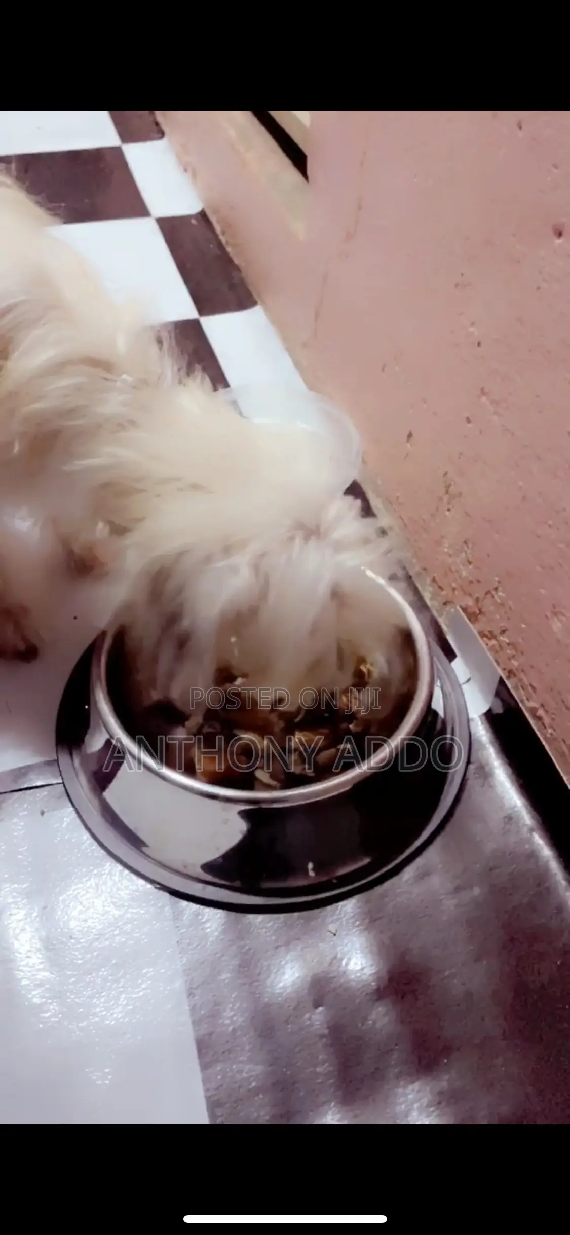 1-3 months Female Purebred Poodle