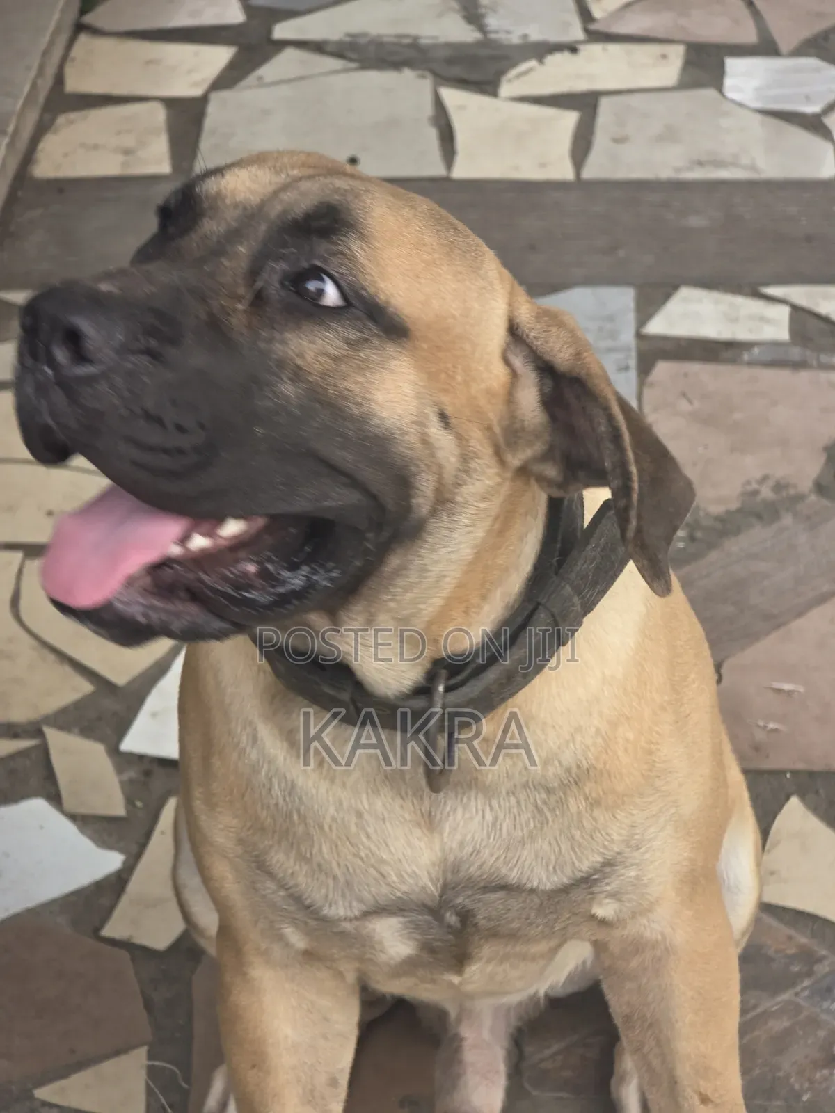 1+ year Male Purebred Boerboel
