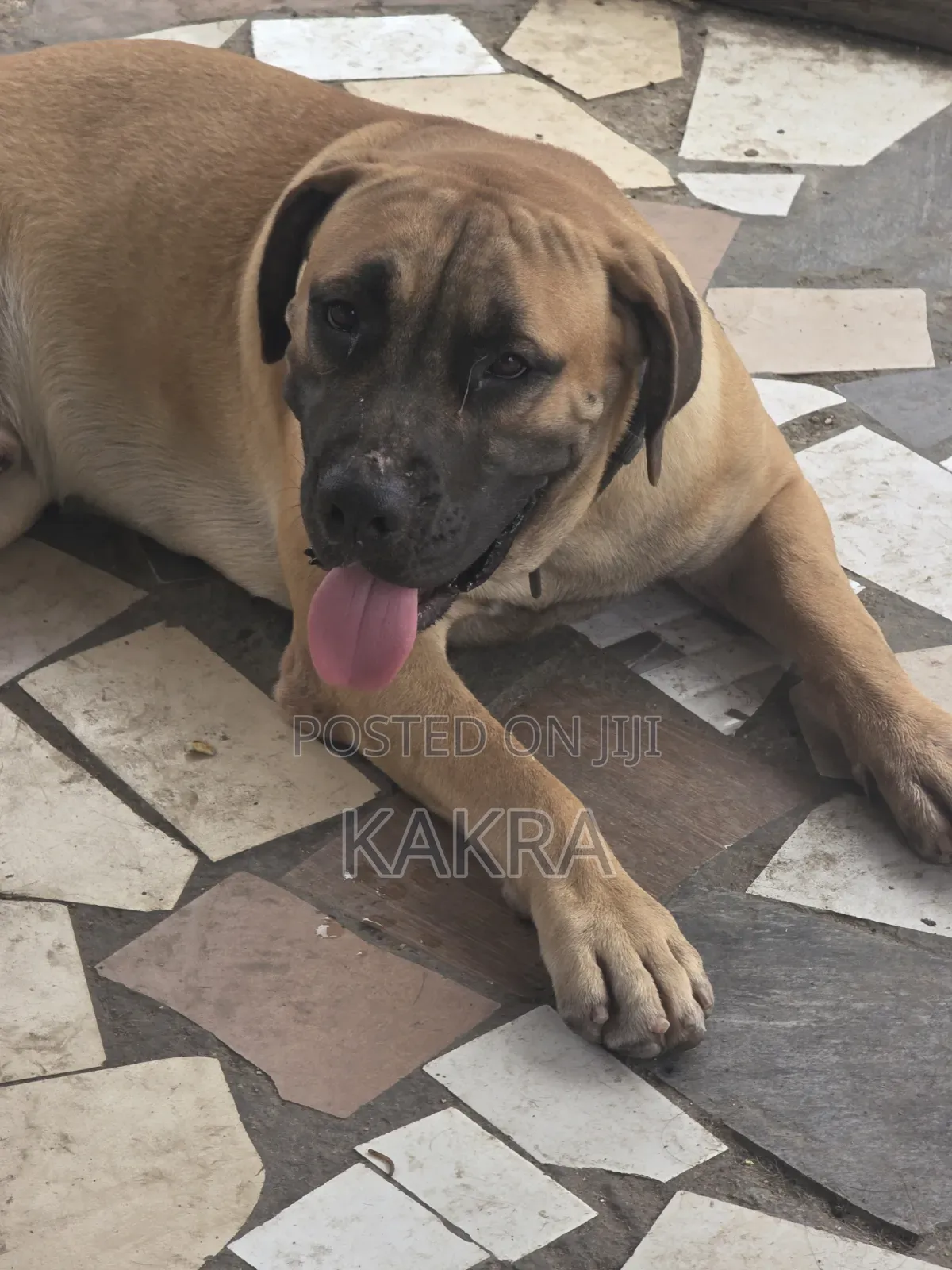 1+ year Male Purebred Boerboel