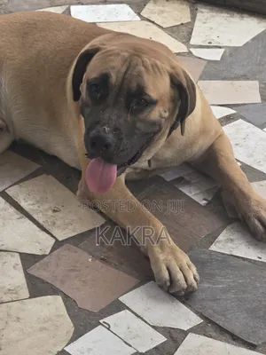 1+ year Male Purebred Boerboel