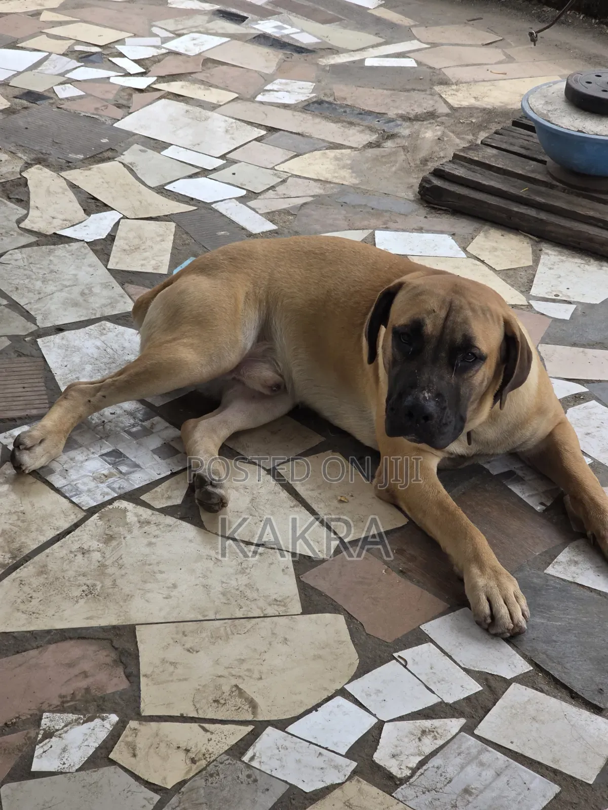 1+ year Male Purebred Boerboel