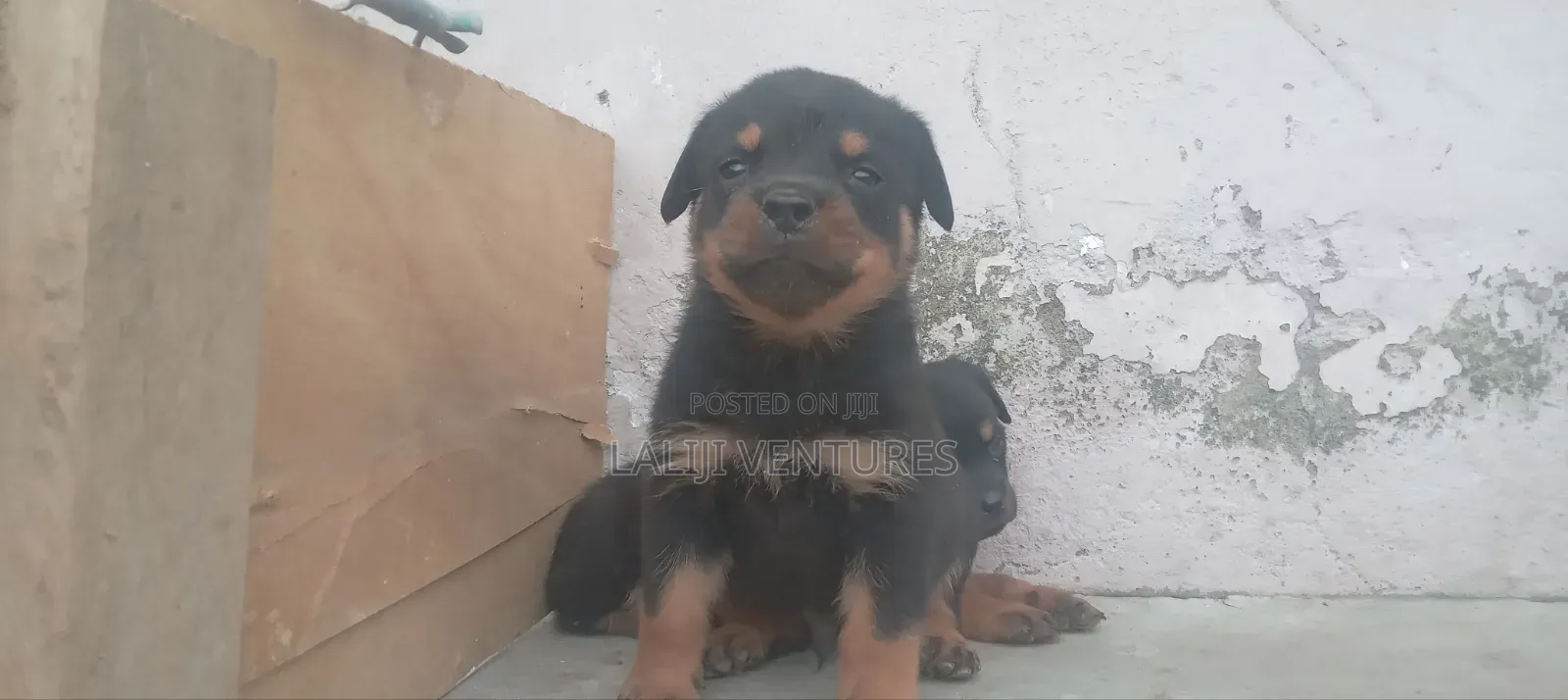 1-3 months Male Purebred Rottweiler