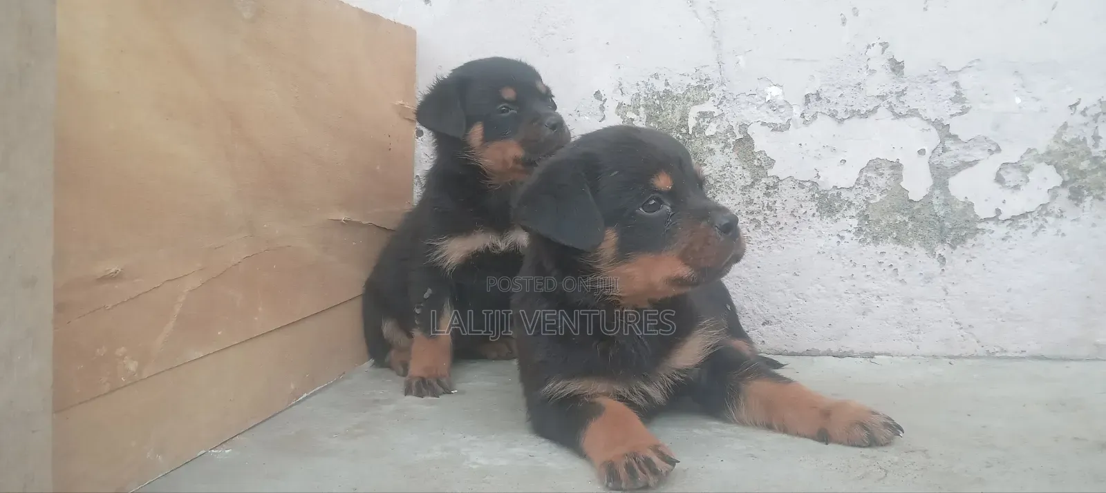 1-3 months Male Purebred Rottweiler