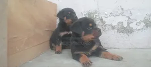 1-3 months Male Purebred Rottweiler