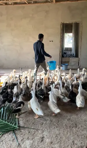Pekin Ducks for Sale