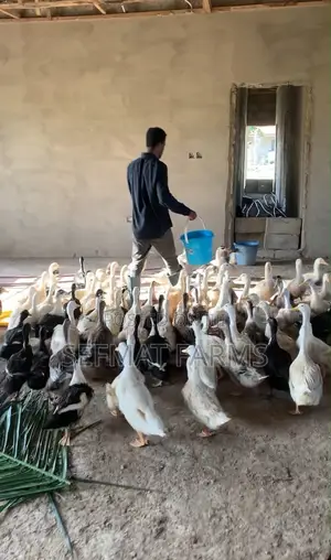 5 Months Foreign Pekin Ducks for Sale