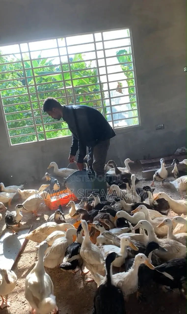 Pekin Ducks for Sale