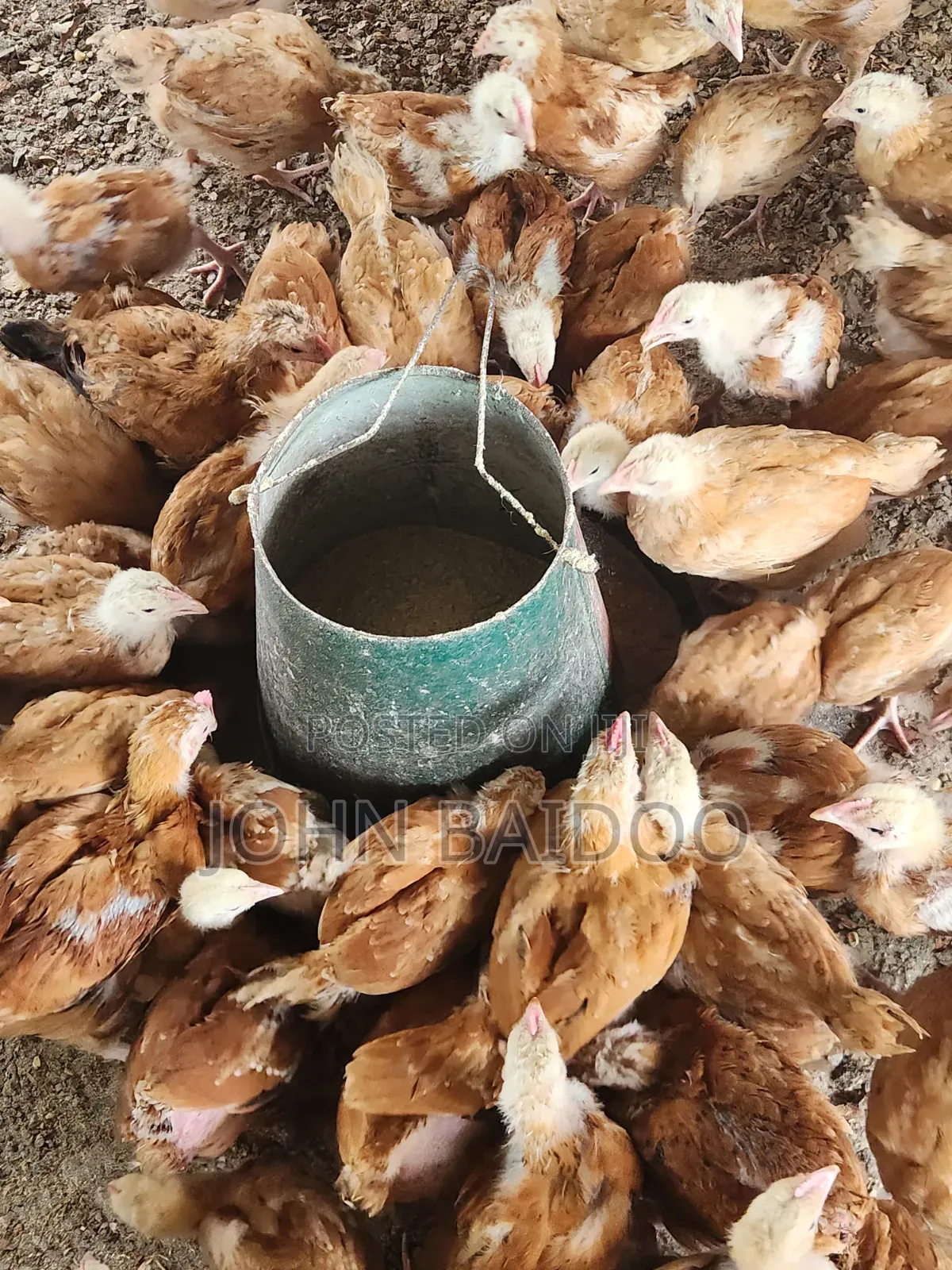 Poultry Product