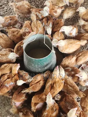 Poultry Product