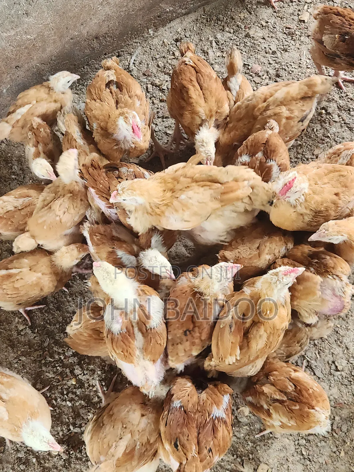 Poultry Product