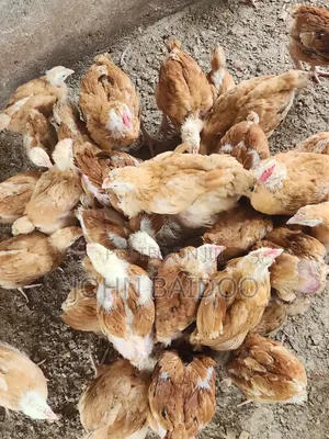 Poultry Product