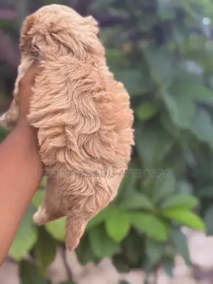 0-1 month Female Purebred Maltipoo