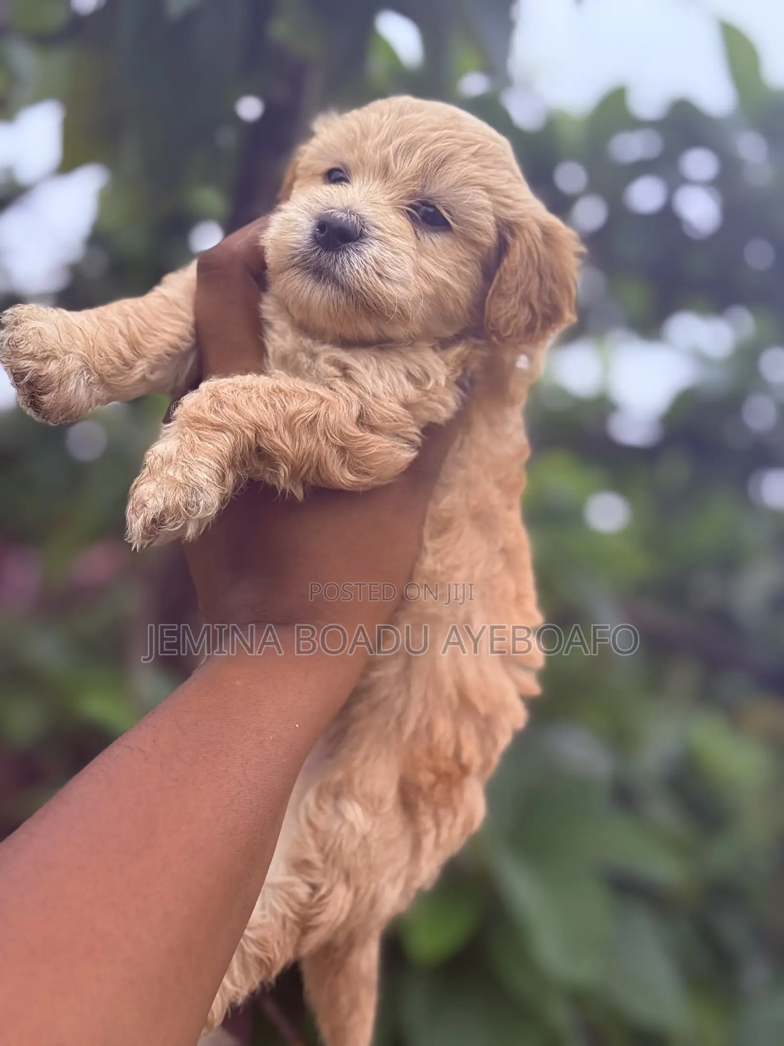 0-1 month Female Purebred Maltipoo