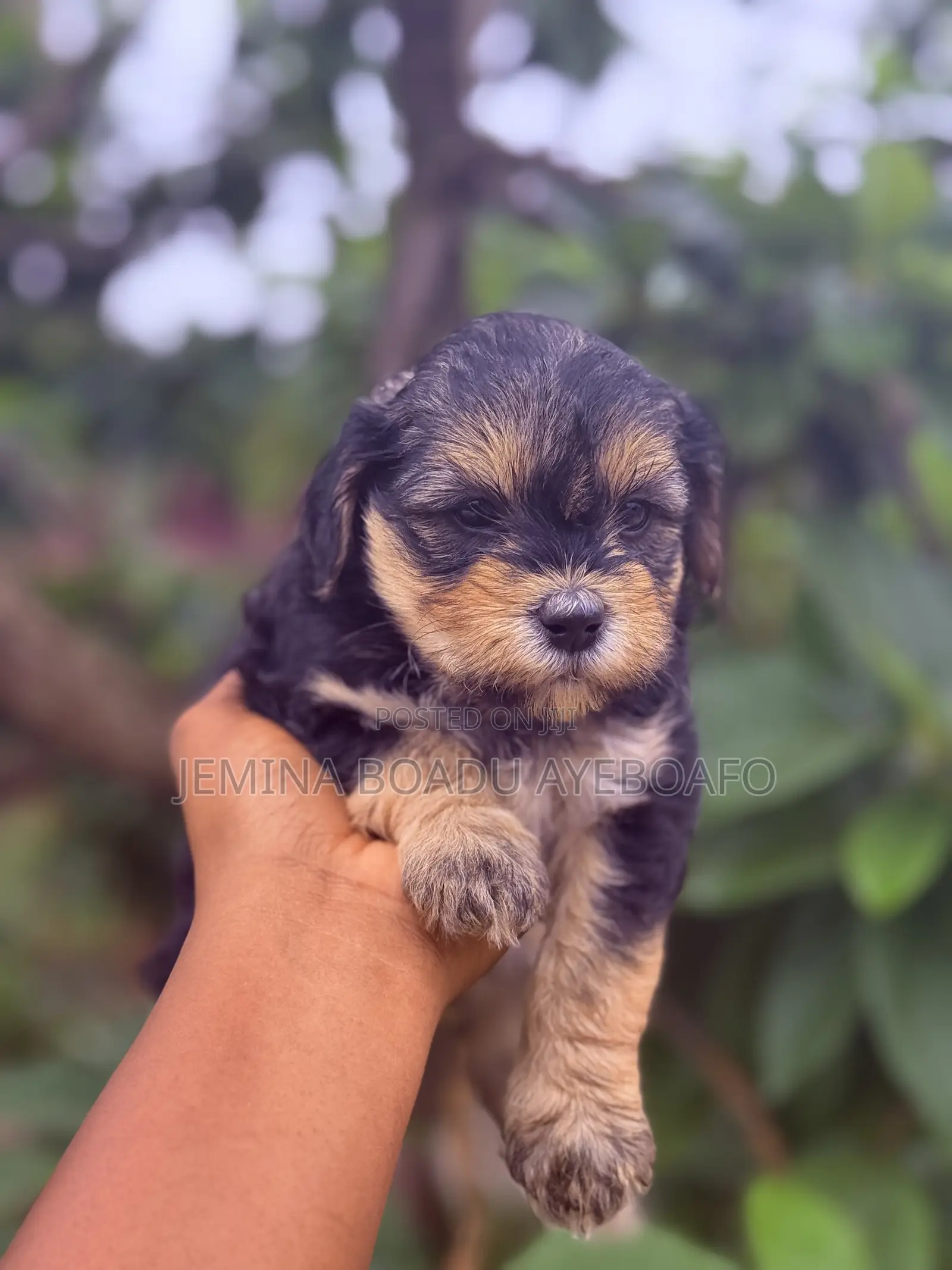 0-1 month Male Mixed Breed Poodle
