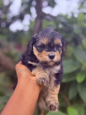 0-1 month Male Mixed Breed Poodle
