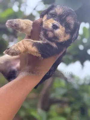 0-1 month Male Mixed Breed Poodle