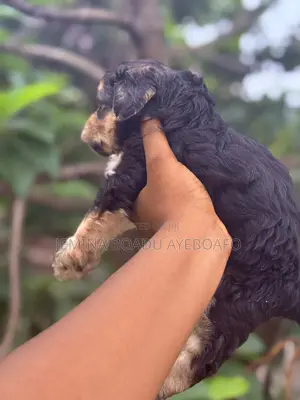 0-1 month Male Mixed Breed Poodle