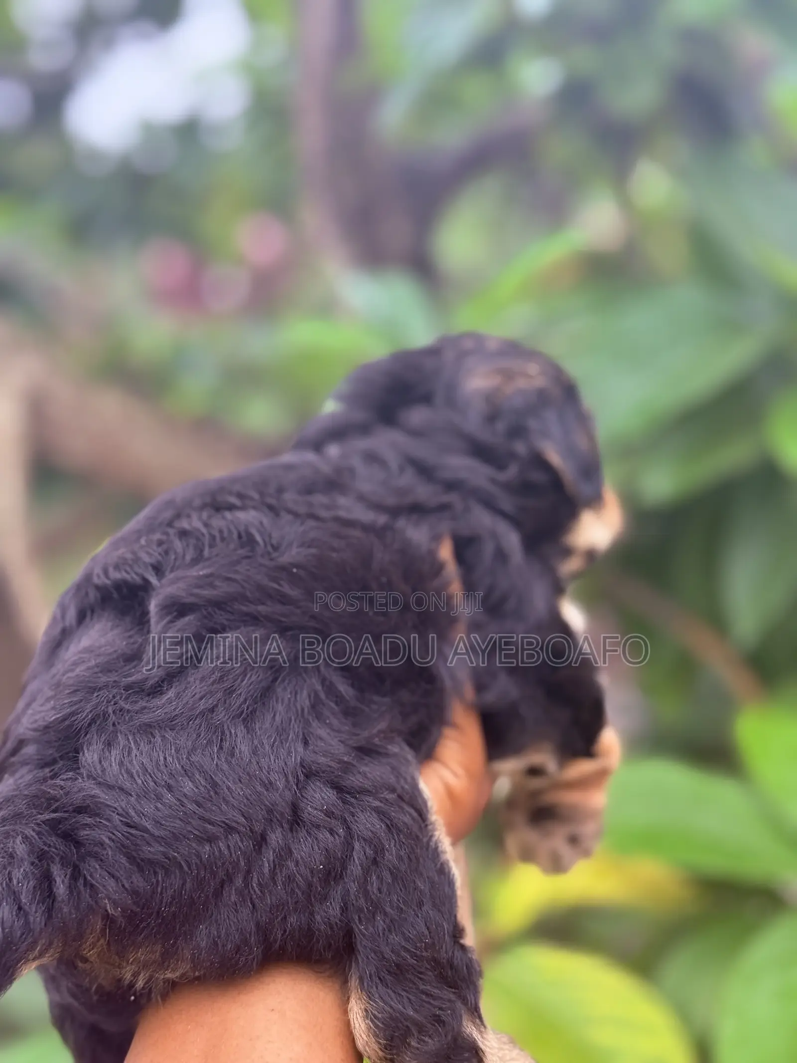 0-1 month Male Mixed Breed Poodle