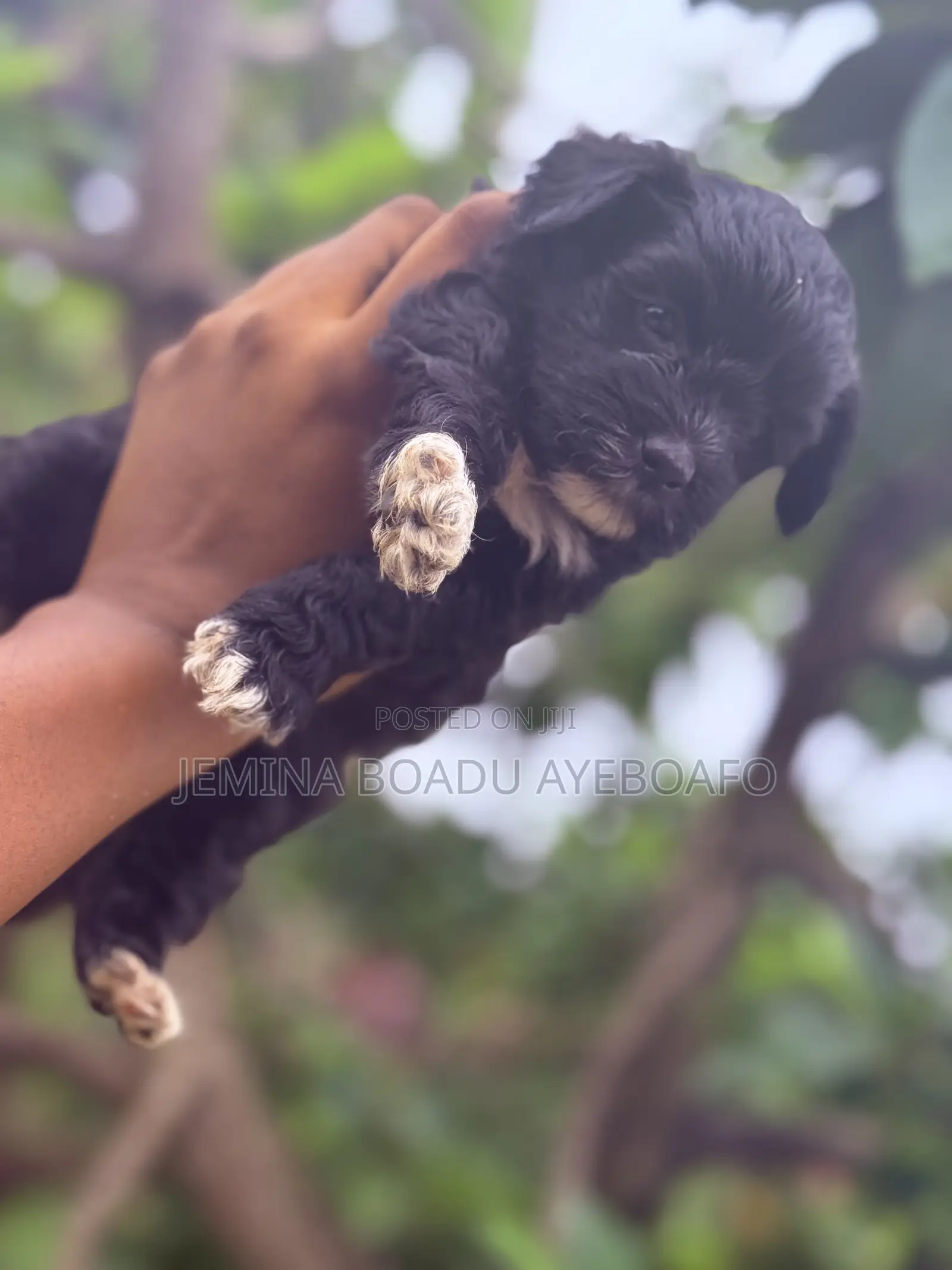 0-1 month Female Mixed Breed Maltipoo