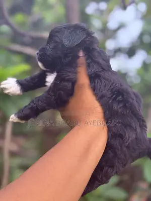 0-1 month Female Mixed Breed Maltipoo
