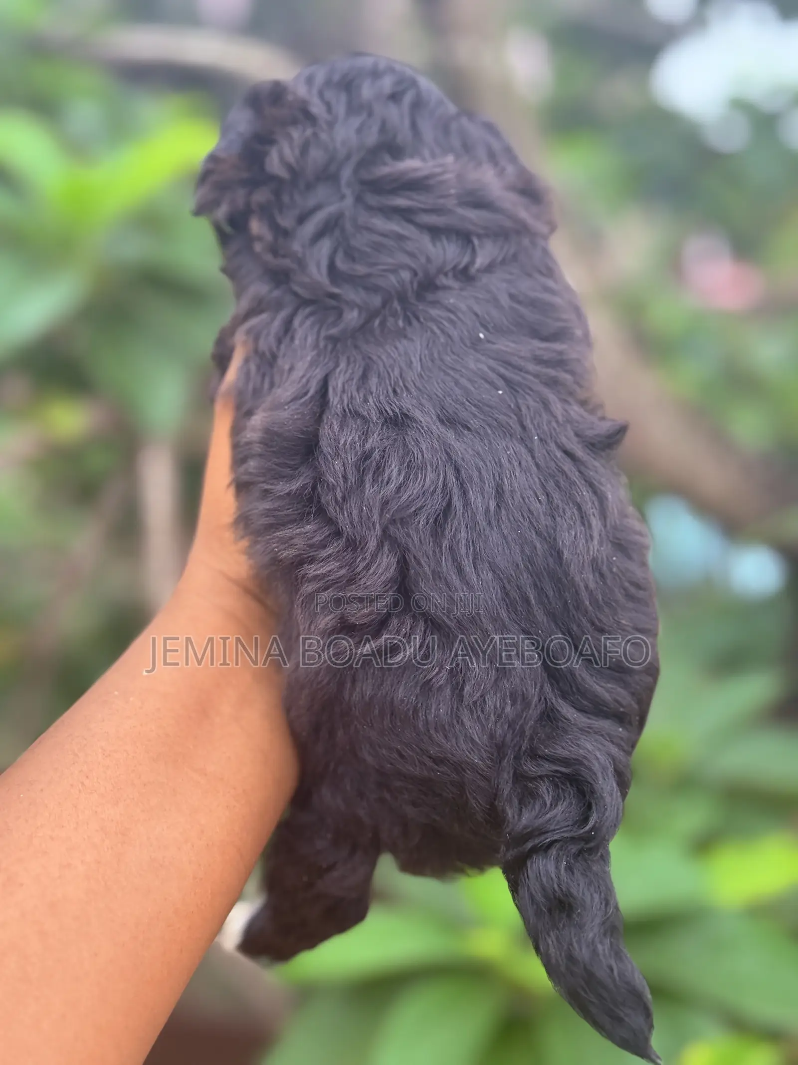 0-1 month Female Mixed Breed Maltipoo