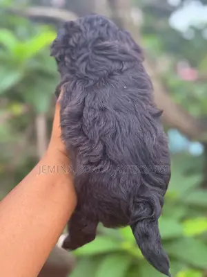 0-1 month Female Mixed Breed Maltipoo
