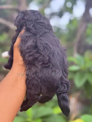 0-1 month Female Mixed Breed Maltipoo