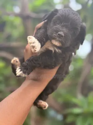 0-1 month Female Mixed Breed Maltipoo