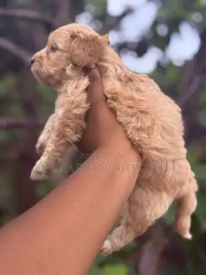 0-1 month Female Mixed Breed Maltipoo