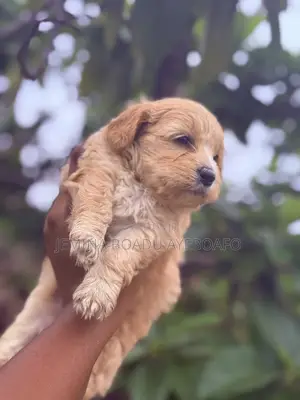 0-1 month Female Mixed Breed Maltipoo