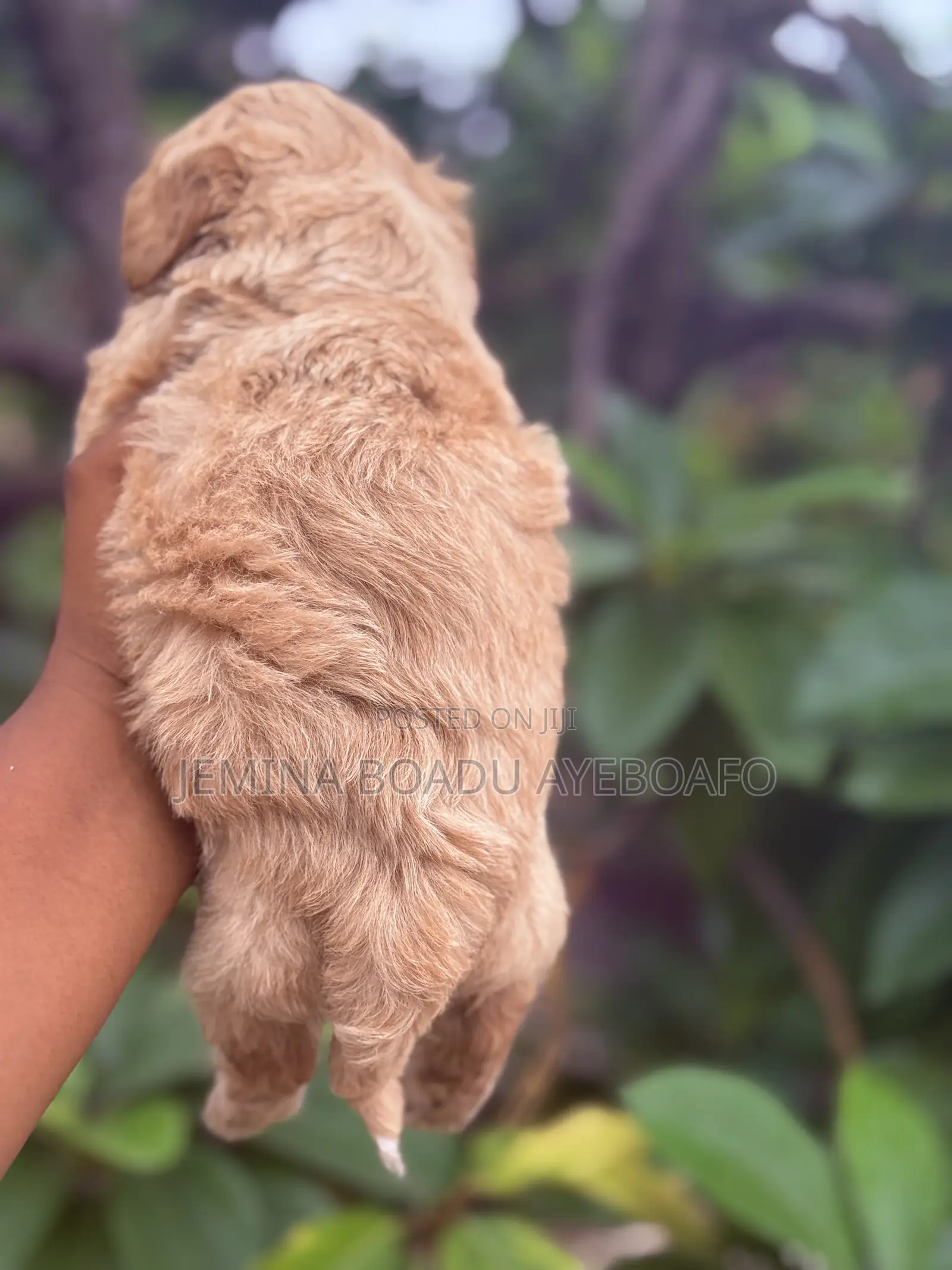 0-1 month Female Mixed Breed Maltipoo