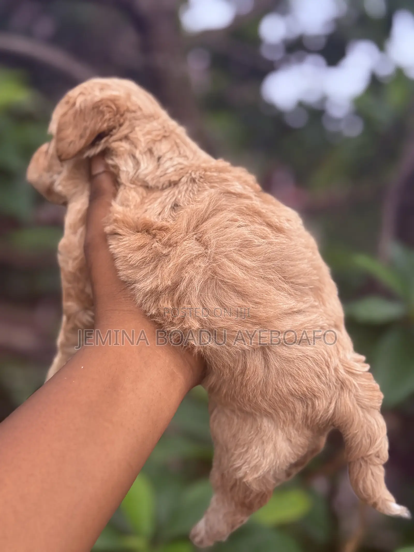 0-1 month Female Mixed Breed Maltipoo