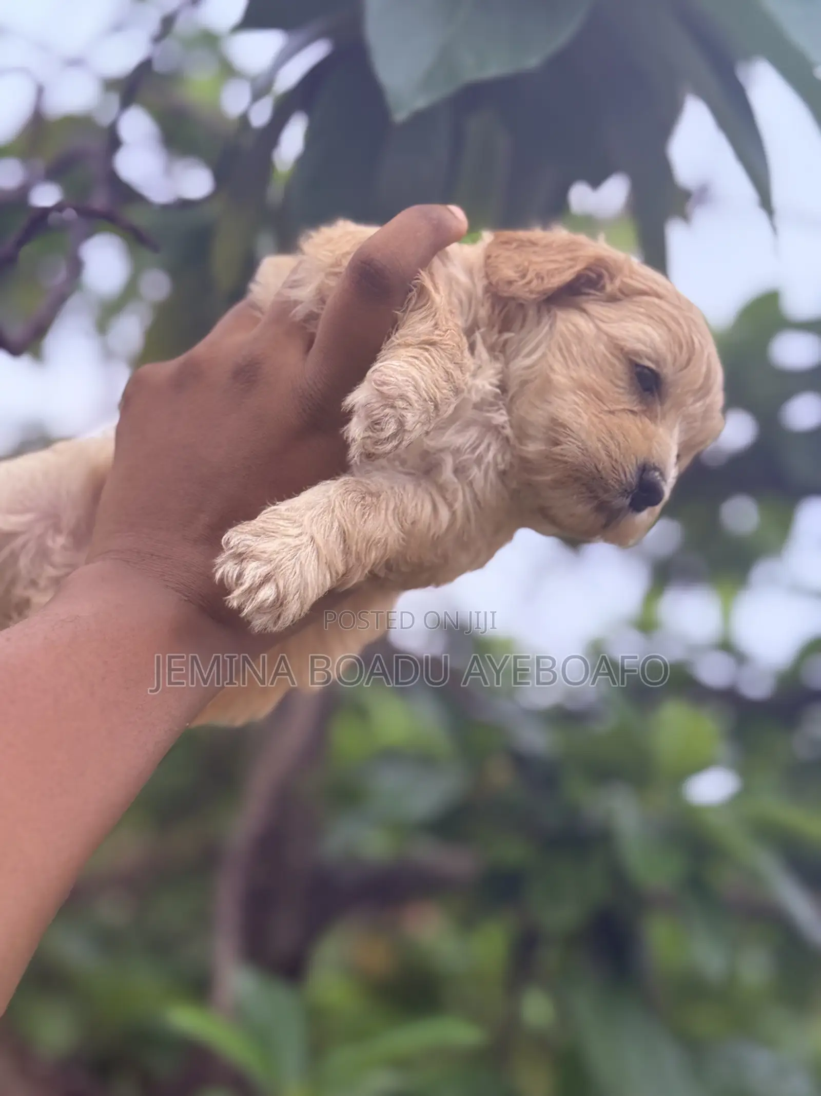 0-1 month Female Mixed Breed Maltipoo