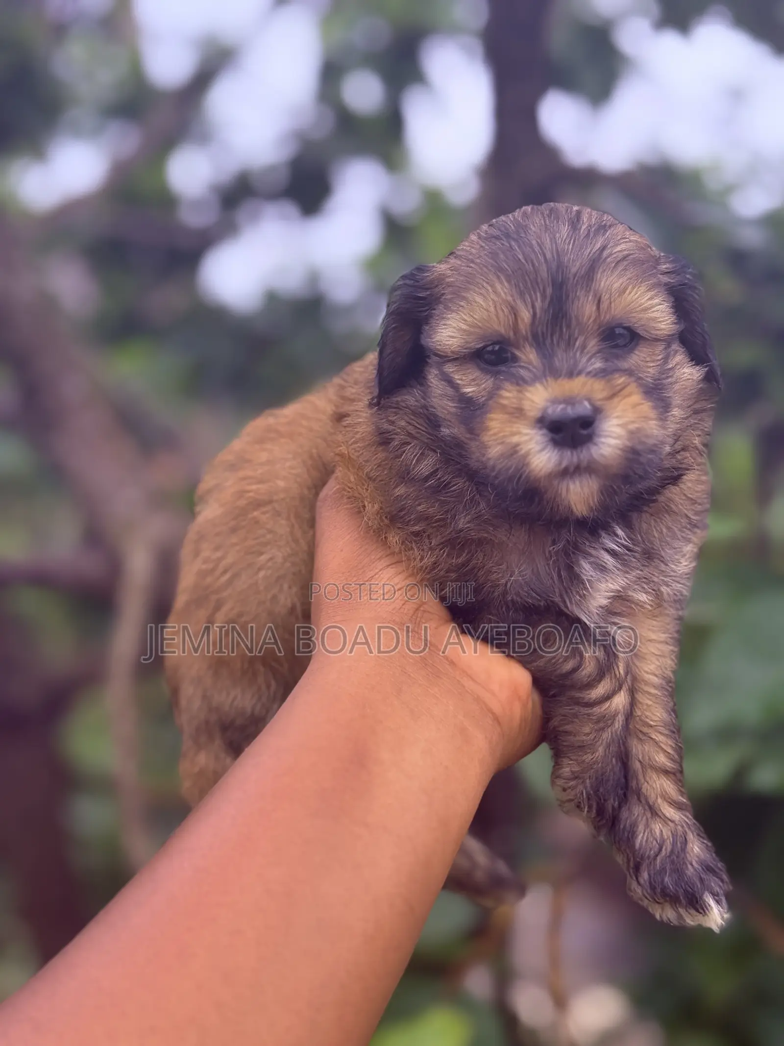 0-1 month Male Mixed Breed Maltipoo