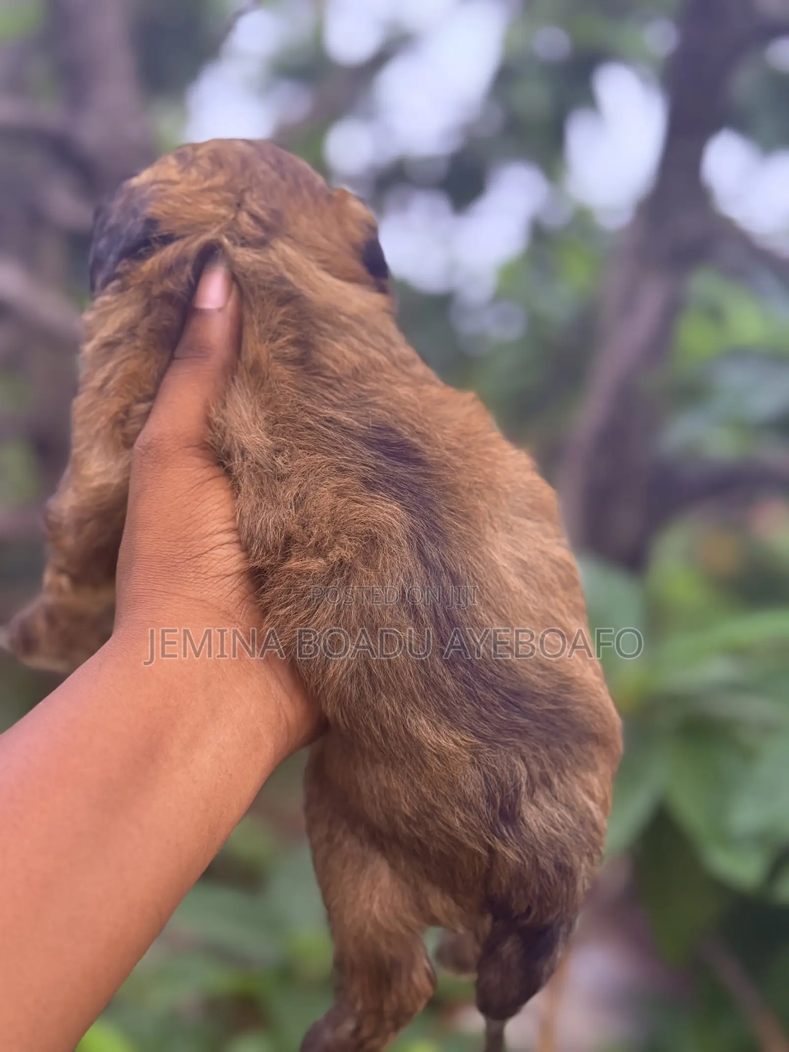 0-1 month Male Mixed Breed Maltipoo