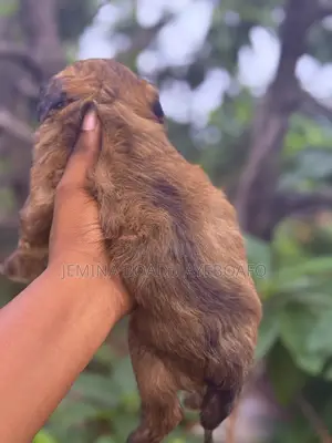 0-1 month Male Mixed Breed Maltipoo