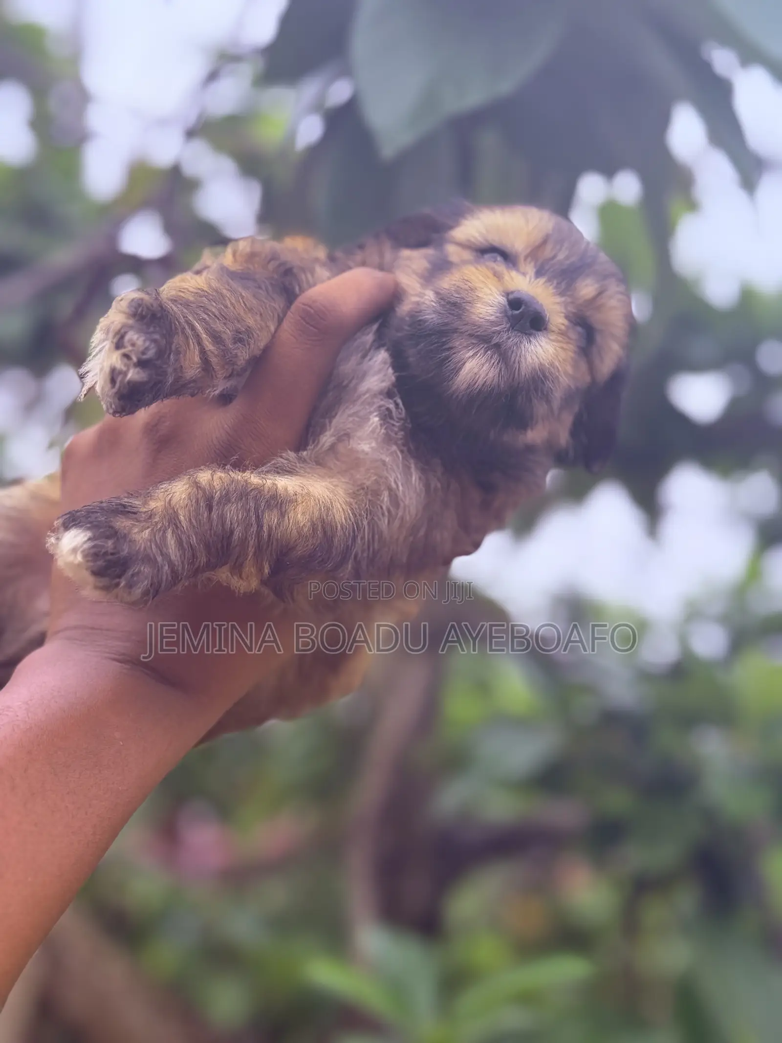 0-1 month Male Mixed Breed Maltipoo