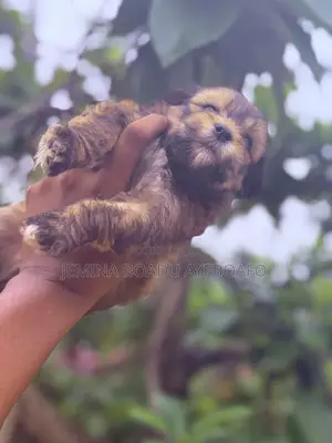 0-1 month Male Mixed Breed Maltipoo