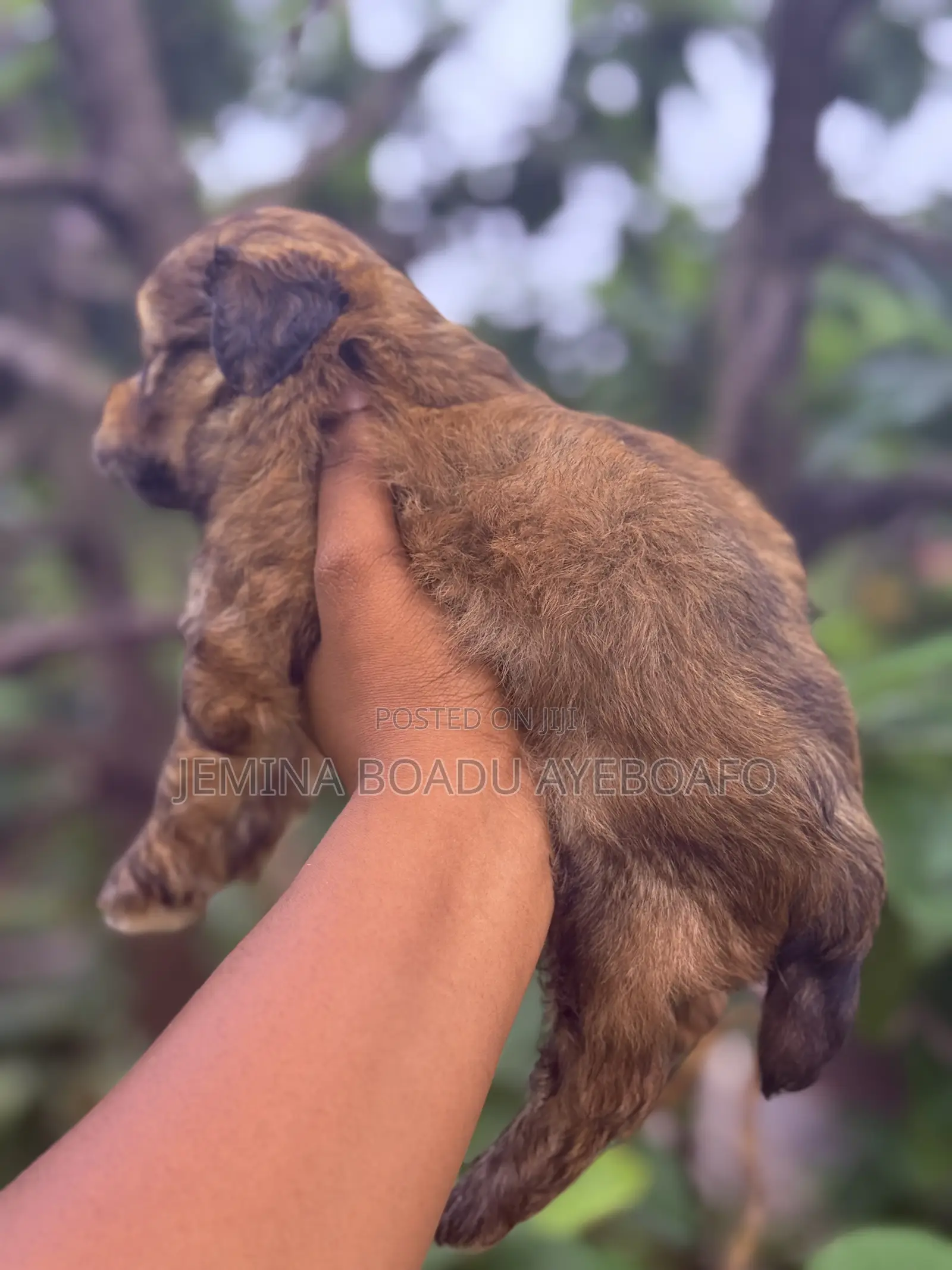 0-1 month Male Mixed Breed Maltipoo