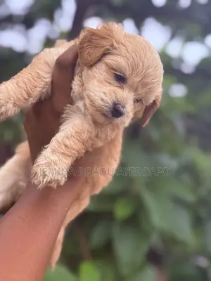 0-1 month Female Purebred Maltipoo