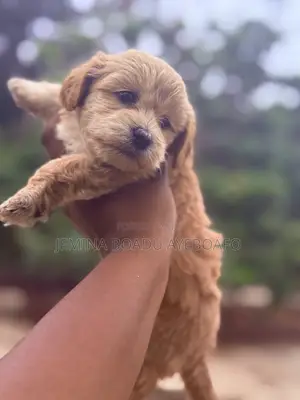 0-1 month Female Purebred Maltipoo