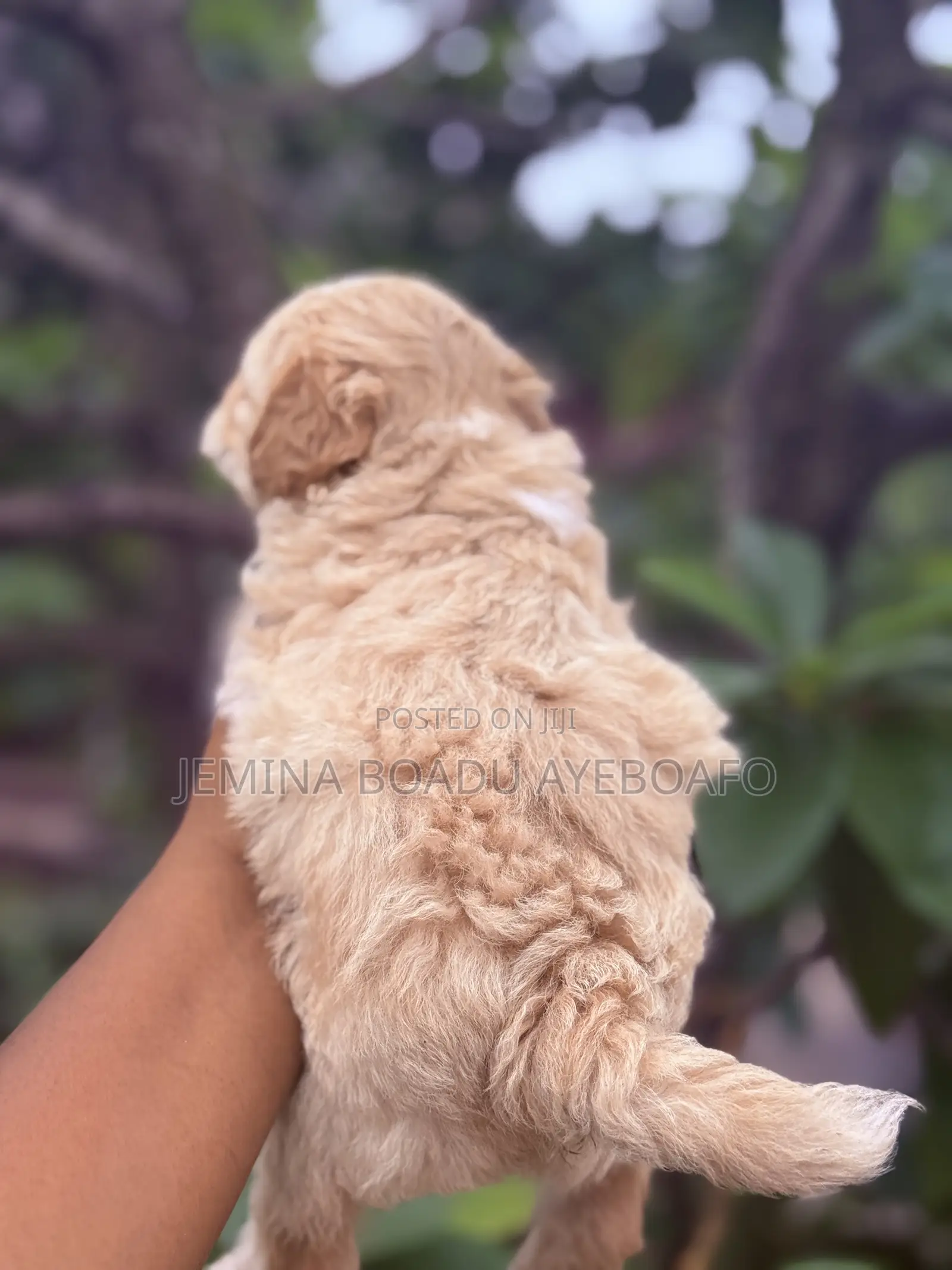 0-1 month Female Purebred Maltipoo