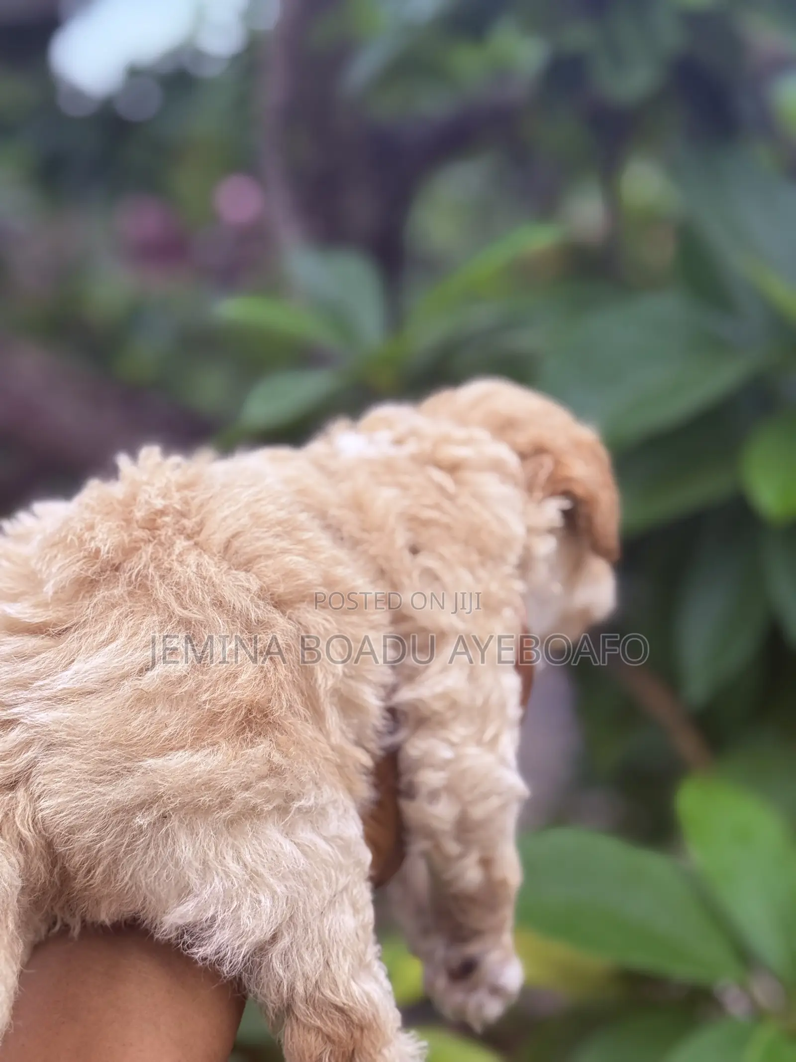 0-1 month Female Purebred Maltipoo