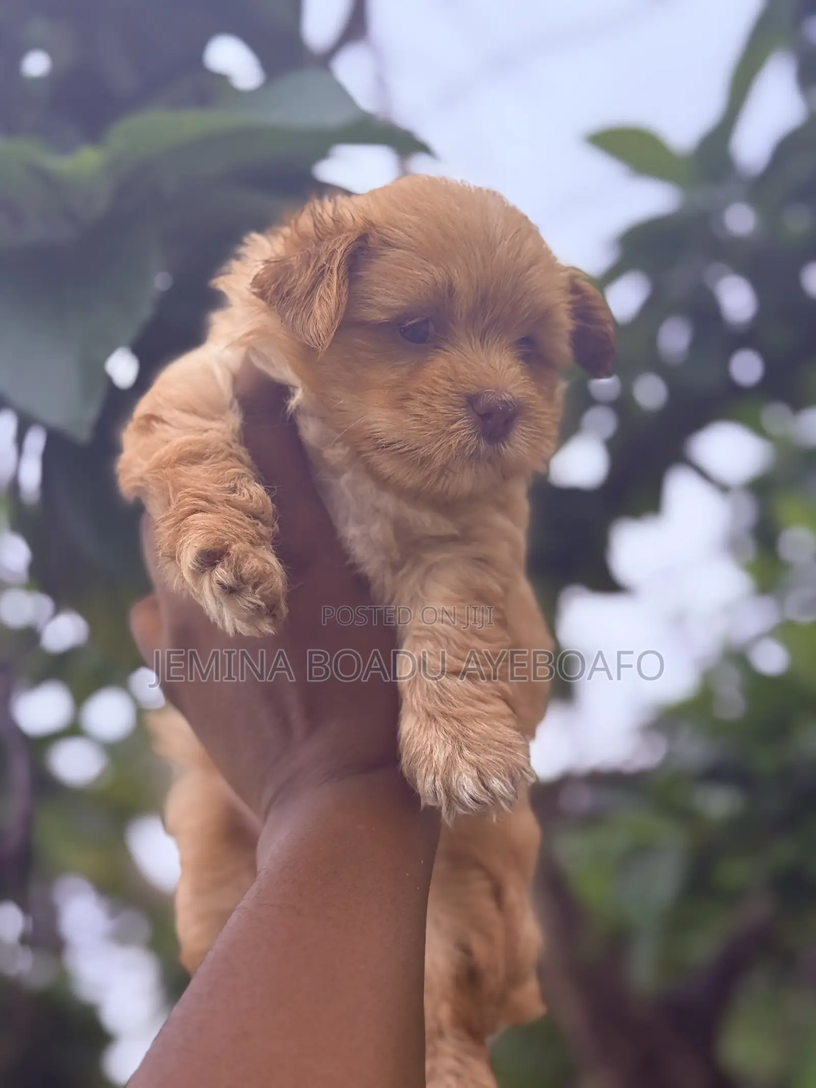 1-3 months Female Purebred Lhasa Apso