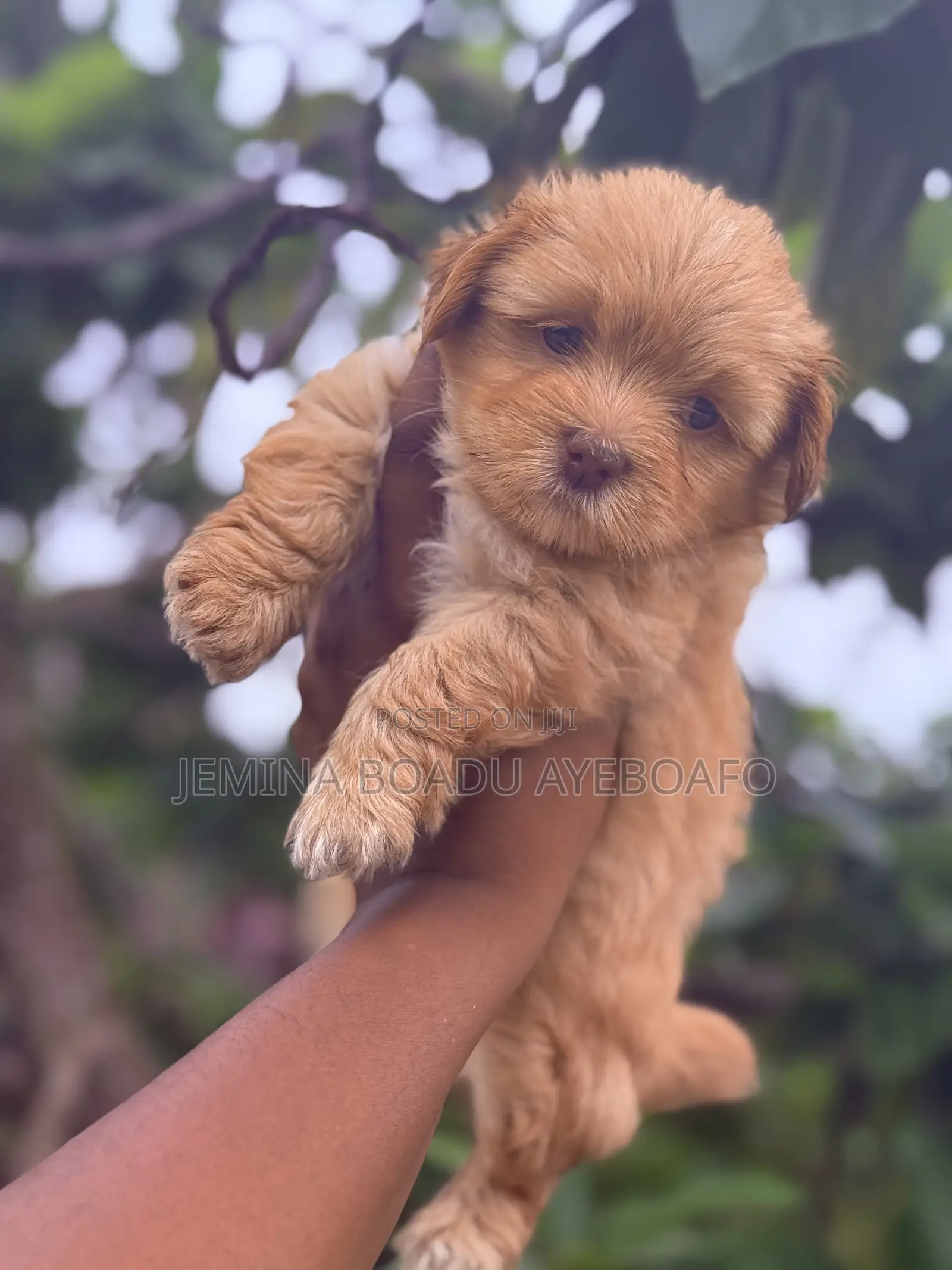 1-3 months Female Purebred Lhasa Apso