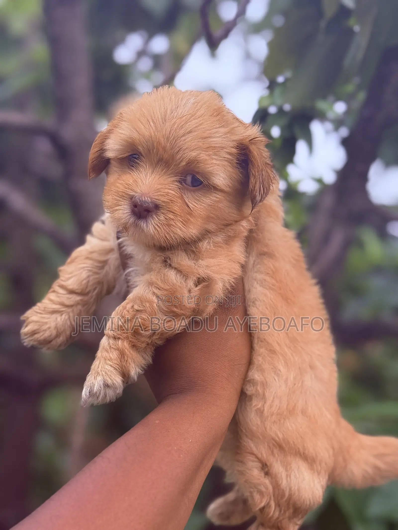 1-3 months Female Purebred Lhasa Apso