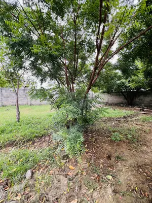 Half Plot of Land Selling in Klagon, Tema West Prime